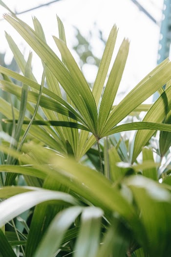Green plants with long leaves growing in orangery