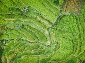 Green plateau