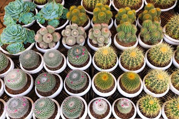 Green Potted Cactus Plants