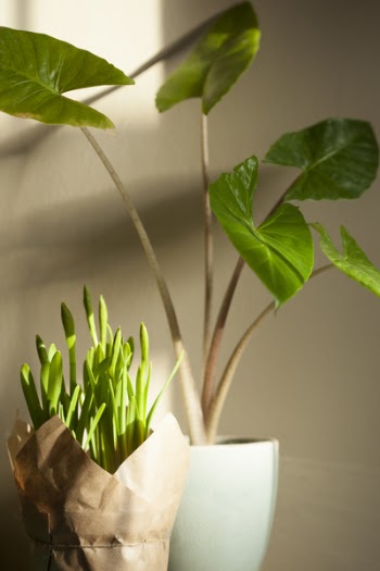 Green Potted Plants
