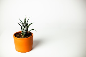Green Potted Zebra Cactus Plant