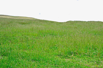Green Prairie, Green, Meadow, Grass PNG Image and Clipart for Free ...