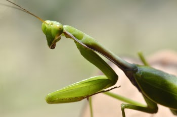 Green Praying Mantis in Close-up Photography