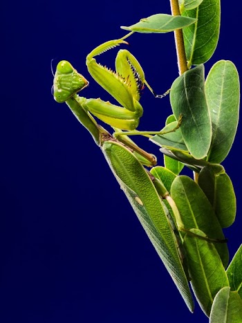 Green Praying Mantis on Green Leaf