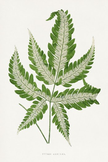 Green Pteris Argyrea leaf illustration | Free Photo Illustration - rawpixel