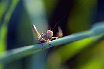 Green Purple Grass Hopper Close Up Photography