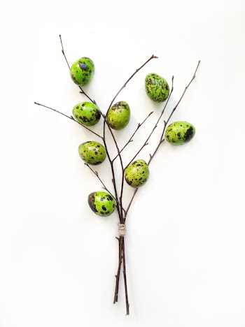 Green Quail Eggs on Tree Branch