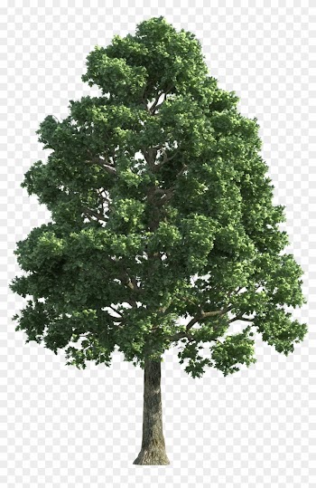 Green Realistic Tree Png Clip Art - Big Tree Png
