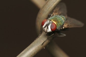 Green Red Fly