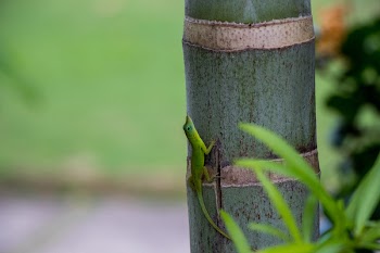 Green Reptile On Bamboo Tree