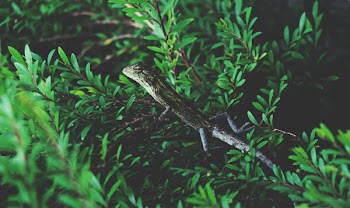 Green Reptile on Branch