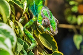Green Reptile on Green Leaf