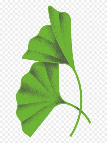 Green Ribbon Clipart - Maidenhair Tree