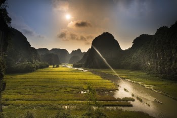 Green Rice Field