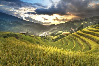 Green Rice Field