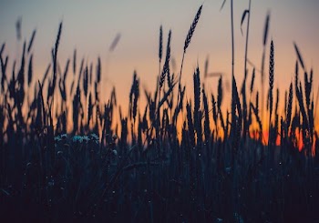 green rice field at golden hour