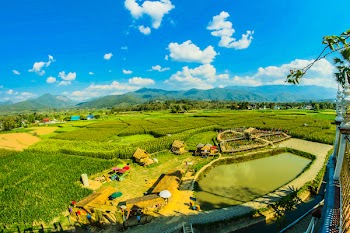 Green Rice Fields