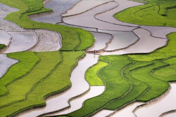 Green Rice Terraces