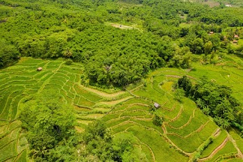 Green Rice Terraces Aerial View