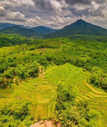 Green Rice Terraces Near Mountain