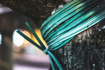 Green Rope Tied on Tree