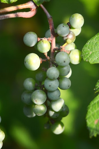 Green Round Fruits
