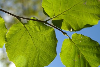 Green Round Leaves during Daytime