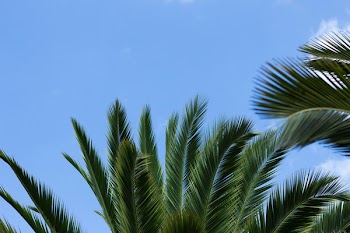 Green Sago Palm Tree