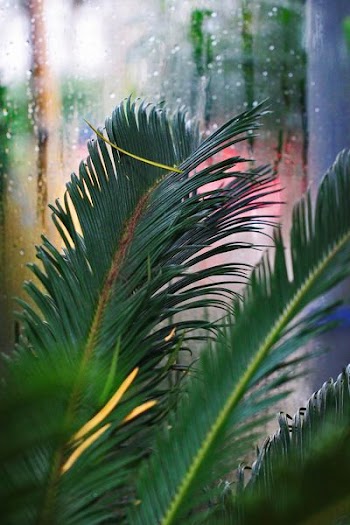 green sago palm tree closeup photography