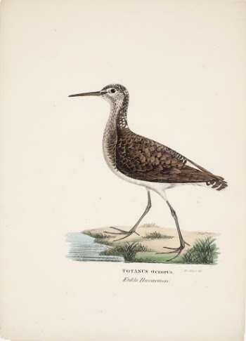 Green sandpiper, 1828 - 1838, | Free Photo - rawpixel