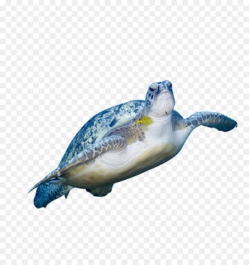 Green sea turtle Animal - HD sea turtles 