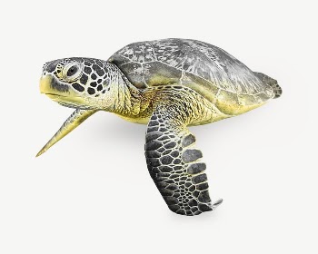 Green sea turtle collage element | Free PSD - rawpixel
