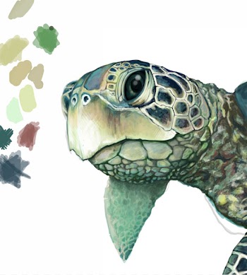 Green sea turtle Drawing - turtle 