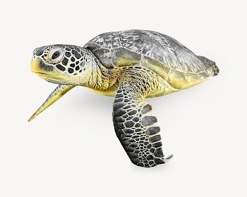 Green sea turtle isolated design | Free Photo - rawpixel