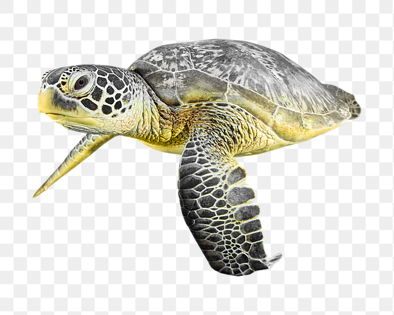 Green sea turtle png sticker, | Free PNG - rawpixel