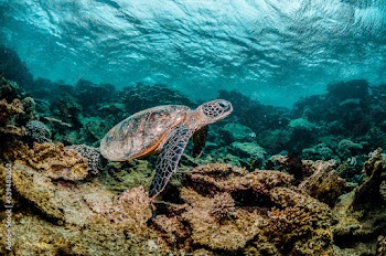 Green sea turtle swimming among colorful coral reef in beautiful clear water