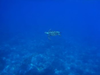 green sea turtle swimming underwater