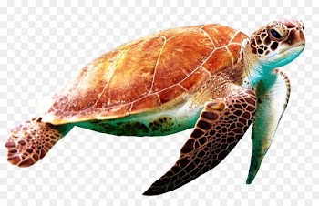 Green sea turtle World Turtle Day - Sea turtle 