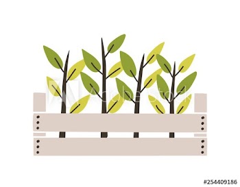 Green seedlings planted in wooden box