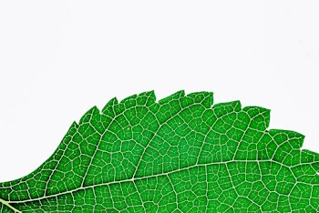 Green Serrated Edge Plant Leaf