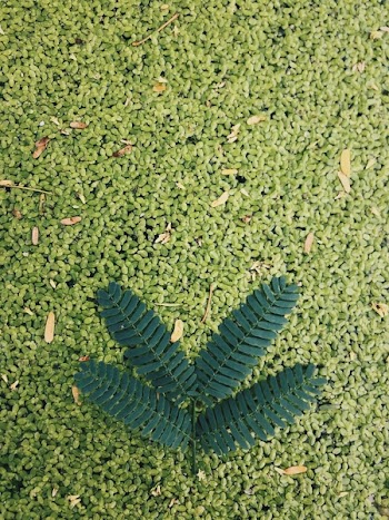 Green Shame Plant