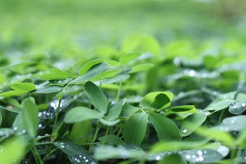 Green Shamrock