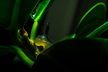 Green Snail on Leaf