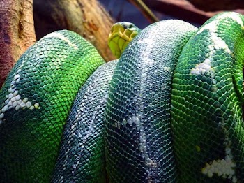 Green Snake