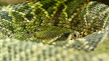 Green Snake