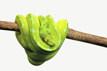 Green snake collage element, isolated | Free PSD - rawpixel