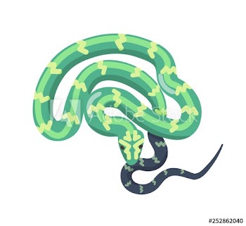 Green snake isolated on white background