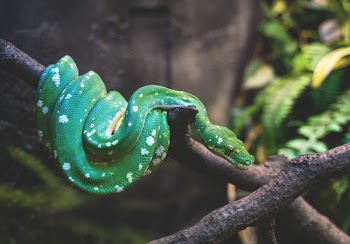 green snake on tree branch