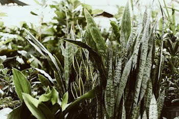 Green Snake Plant