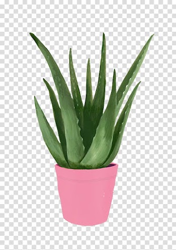 Green snake plant in pot illustration, Cat Paper Art Drawing Illustration, Aloe Vera transparent background PNG clipart